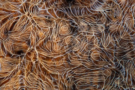 Detail eines krustigen Schwammes, der an einem Riff im Komodo Nationalpark in Indonesien wächst. Schwämme kommen weltweit in immer mehr Meereslebensräumen vor.