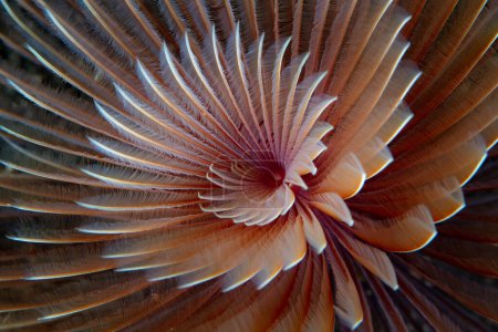 Foto de Un gusano plumero, Bispira sp., tiene una corona branquial espiral que se extiende desde su tubo incrustado en arena cerca de un arrecife en Indonesia. - Imagen libre de derechos