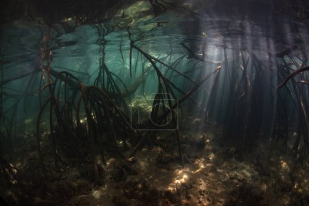 Foto de Las raíces de los manglares rojos descienden a aguas sombreadas en un bosque de manglares indonesio saludable. Los manglares proporcionan hábitat importante para invertebrados marinos, peces, aves y murciélagos frutales.. - Imagen libre de derechos