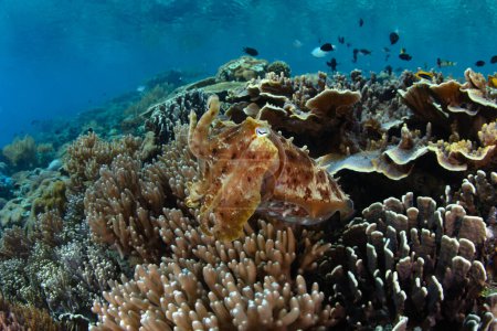 Téléchargez les photos : Une seiche de Broadclub, Sepia latimanus, plane au-dessus d'un récif corallien exquis à Komodo, en Indonésie. Les seiches sont des maîtres du camouflage, utilisant des cellules qui changent de couleur pour se fondre dans l'environnement. - en image libre de droit