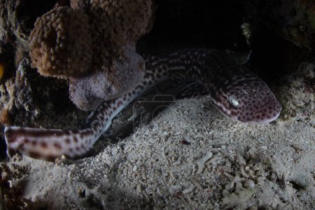 Ein abgeschiedener Korallenhai, Atelomycterus marmoratus, ist auf dem flachen Meeresboden eines Korallenriffs im Komodo Nationalpark in Indonesien zu finden. Dies ist eine nachtaktive Art, die eiparös ist.