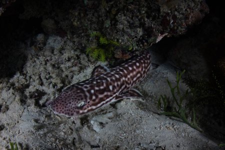 Un requin-chat corail reclus, Atelomycterus marmoratus, se trouve sur le fond marin peu profond d'un récif corallien dans le parc national Komodo, en Indonésie. C'est une espèce nocturne qui est ovipare.