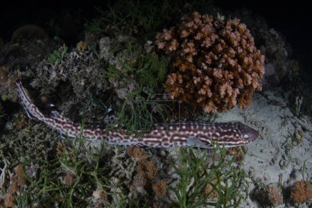 Un requin-chat corail reclus, Atelomycterus marmoratus, se trouve sur le fond marin peu profond d'un récif corallien dans le parc national Komodo, en Indonésie. C'est une espèce nocturne qui est ovipare.