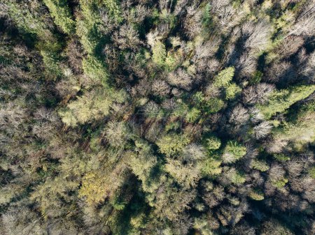 Téléchargez les photos : Une vue aérienne montre une forêt saine près du mont Hood, en Oregon. Les forêts couvrent de vastes étendues de terre dans tout le Pacifique Nord-Ouest aux États-Unis. - en image libre de droit