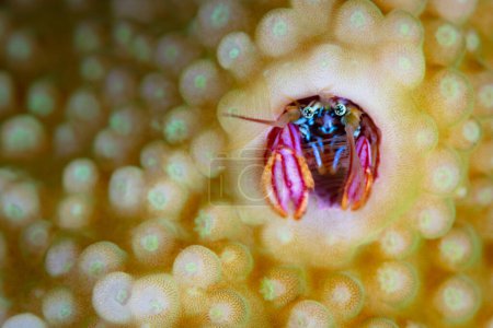 Photo for A coral residing hermit crab, Paguritta sp., pokes its colorful claws and eyes out of its protective tube. These tiny hermit crabs feed on planktonic organisms. - Royalty Free Image