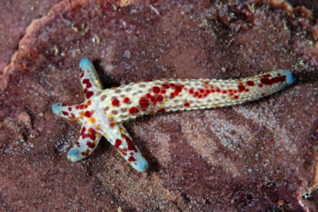 A small starfish, Linkia multifora, is regenerating its entire body from one arm as it sits on a reef in the South Pacific. This species may exhibit autotomy and shed one or more arms.