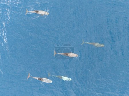 Téléchargez les photos : Un groupe de dauphins de Risso, Grampus griseus, nage dans l'océan Pacifique Sud près des îles Salomon. Les adultes ont tendance à être fortement marqués par les interactions sociales. - en image libre de droit
