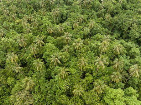 Téléchargez les photos : Lush jungle thrives on a remote tropical island in the Solomon Islands. This beautiful, tropical country is home to spectacular marine biodiversity and many historic WWII sites. - en image libre de droit