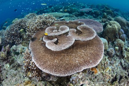 Foto de A coral reef composed of a wide variety of reef-building corals grows in the Solomon Islands. This beautiful country is home to spectacular marine biodiversity and many historic WWII sites. - Imagen libre de derechos