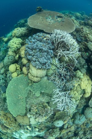 Foto de A coral reef composed of a wide variety of reef-building corals grows in the Solomon Islands. This beautiful country is home to spectacular marine biodiversity and many historic WWII sites. - Imagen libre de derechos