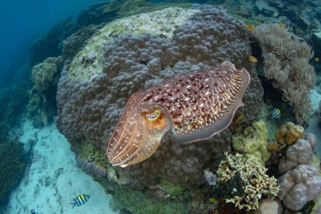 Téléchargez les photos : A Broadclub cuttlefish, Sepia latimanus, hovers over a shallow coral reef in the Solomon Islands. This species is often found in shallow marine habitats throughout the Indo-West Pacific region. - en image libre de droit