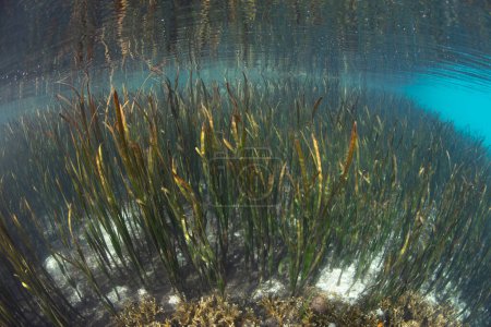 Photo for A healthy seagrass meadow grows in the Solomon Islands. Seagrass offers vital habitat for many species of fish and invertebrates. - Royalty Free Image