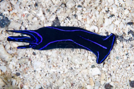 Photo for A Blue Velvet headshield slug, Chelidonura varians, crawls across the sandy seafloor of a reef in the Solomon Islands. - Royalty Free Image