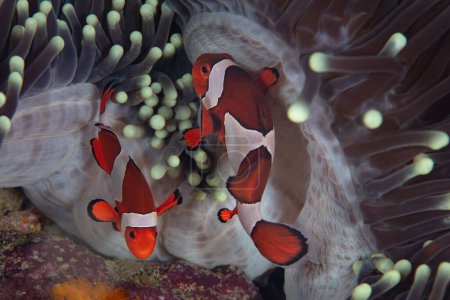 Foto de A mating pair of False clownfish, Amphiprion ocellaris, swims next to their host anemone on a reef in Raja Ampat, Indonesia. These fish lay eggs next to the protective tentacles of their host. - Imagen libre de derechos