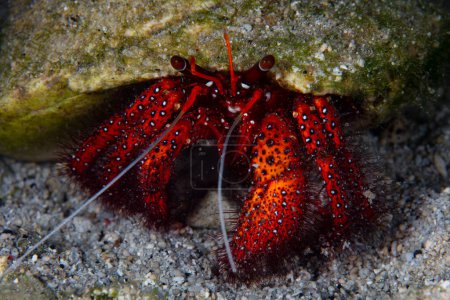 Photo for A White-spotted hermit crab, Dardanus megistos, crawls across the seafloor of Indonesia searching for food at night. These colorful crabs are mainly nocturnal. - Royalty Free Image