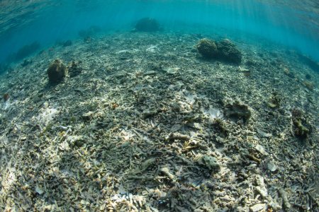 Die Wellenenergie eines schweren Sturms hat ein flaches Korallenriff im Komodo-Nationalpark in Indonesien zerstört. Riffe haben die Fähigkeit, sich zu erholen, wenn umliegende Gebiete gesund bleiben und das sich erholende Riff aussäen.