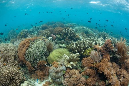 Téléchargez les photos : Les poissons et les coraux prospèrent sur un récif peu profond dans le parc national de Bunaken, au nord de Sulawesi, en Indonésie. Cette région abrite une biodiversité marine extraordinaire. - en image libre de droit
