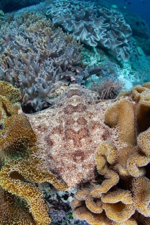 Téléchargez les photos : Un wobbegong à glands (Eucrossorhinus dasypogon) utilise son motif, sa couleur et sa forme corporelle pour se camoufler sur un plancher de récif corallien. C'est un prédateur d'embuscade.
. - en image libre de droit