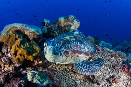 Téléchargez les photos : Une tortue de mer verte, Chelonia mydas, se trouve sur un récif corallien à Sulawesi Nord, en Indonésie. Cette espèce est en voie de disparition en raison de sa chasse pour sa viande. - en image libre de droit