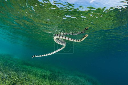 Photo for A Banded sea krait, Laticauda colubrina, rises to the surface of the sea in order to breathe. These highly venomous sea snakes are widespread and commonly found on coral reefs where they prey on fish. - Royalty Free Image
