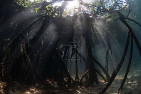 Photo for Sunlight filters underwater into the shadows of a dark mangrove forest growing in Raja Ampat, Indonesia. Mangroves are vital marine habitats that serve as nurseries and filter runoff from the land. - Royalty Free Image