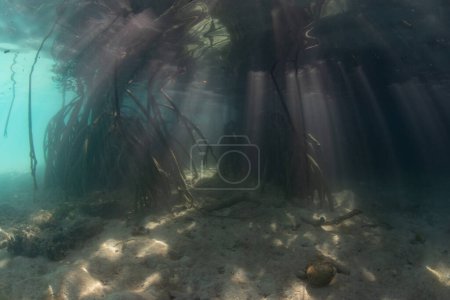 Photo for Sunlight filters underwater into the shadows of a dark mangrove forest growing in Raja Ampat, Indonesia. Mangroves are vital marine habitats that serve as nurseries and filter runoff from the land. - Royalty Free Image