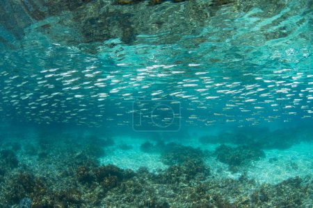 Photo for A school of silversides swims just under the surface in Raja Ampat, Indonesia. These small silvery fish serve as prey to many predators associated with coral reefs. - Royalty Free Image