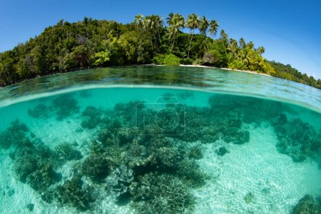 Korallen und andere wirbellose Tiere wachsen in den Untiefen in der Nähe einer tropischen Küste in Westpapua, Indonesien. Dieses wunderschöne, abgelegene Gebiet beherbergt eine hohe marine Biodiversität.