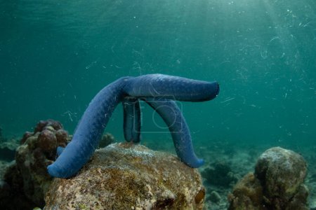 Téléchargez les photos : Une étoile de mer bleue, Linkia laevigata, libère des gamètes alors qu'elle fraie sur un récif en Indonésie. Les échinodermes libèrent du sperme et des œufs dans la colonne d'eau pour mélanger et produire des larves. - en image libre de droit