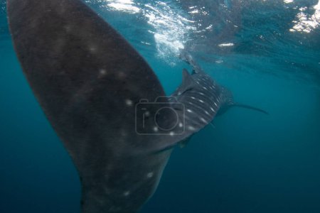 Téléchargez les photos : Un énorme requin-baleine, Rhincodon typus, utilise sa nageoire caudale massive pour nager dans des eaux peu profondes en Indonésie. Ce requin planctivore se déplace lentement dans le monde entier et peut atteindre plus de 15 mètres de long.. - en image libre de droit