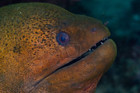 Téléchargez les photos : Une murène géante, Gymnothorax javanicus, sort sa grosse tête d'une crevasse de récif en Indonésie. Cette anguille répandue et intimidante peut atteindre 3 mètres de longueur. - en image libre de droit