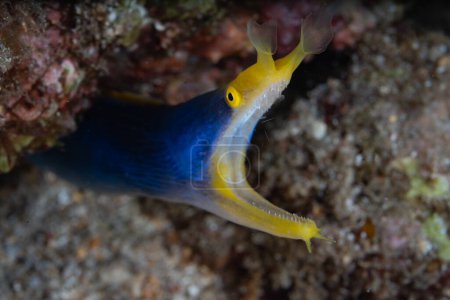 A Blue ribbon eel, Rhinomuraena quaesita, pokes its distinctive head out of a hole in an Indonesian coral reef. This species is a protandric hermaphrodite, changing from male to female in its life.