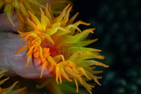 Detail of a yellow cup coral polyp, Tubastrea sp., growing on a reef in Indonesia. Cup corals are found worldwide in tropical seas.