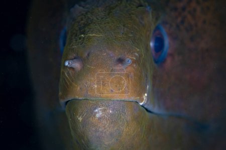 Téléchargez les photos : Une murène géante, Gymnothorax javanicus, sort sa grosse tête d'une crevasse de récif en Indonésie. Cette anguille répandue et intimidante peut atteindre 3 mètres de longueur. - en image libre de droit