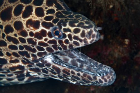 Photo for A honeycomb moray eel, Gymnothorax favagineus, pokes its intimidating head out of a crevice in an Indonesian coral reef. This nocturnal eel is found throughout the Indo-Pacific region. - Royalty Free Image