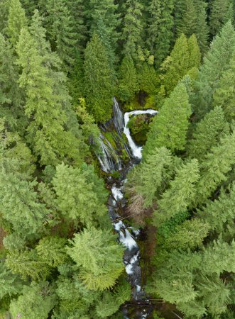 Téléchargez les photos : D'un point de vue visuel, les impressionnantes chutes du ruisseau Panther traversent la forêt nationale Gifford Pinchot, dans l'État de Washington. Cette belle région n'est pas loin de la gorge du fleuve Columbia. - en image libre de droit