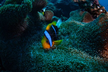 Photo for An Orange-fin anemonefish, Amphiprion chrysopterus, swims among the tentacles of its host anemone on a coral reef in Palau. This beautiful fish is one of four anemonefish species found in Palau. - Royalty Free Image