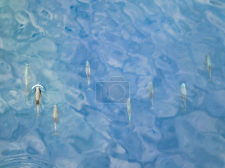 Téléchargez les photos : Les dauphins de Risso, Grampus griseus, nagent juste sous la surface dans la mer de Banda en Indonésie. Ce cétacé est présent dans le monde entier et se nourrit principalement de calmars.. - en image libre de droit