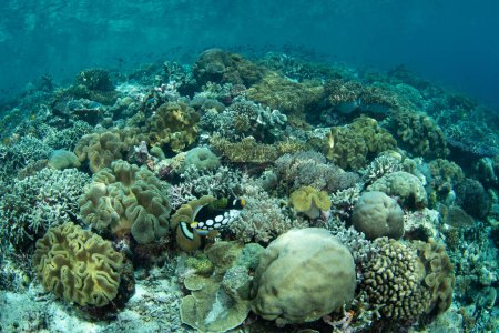 Téléchargez les photos : Un clown triggerfish nage le long de la bordure riche en coraux d'une île isolée en Indonésie. Les nombreuses îles de cette région abritent la plus riche collection de biodiversité marine au monde. - en image libre de droit