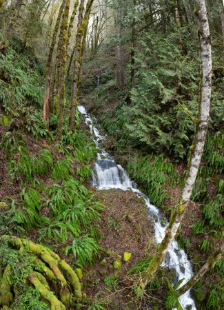 Téléchargez les photos : Un ruisseau étroit tombe à travers la vallée de la rivière Molalla en Oregon. Cette zone sauvage abrite de vastes forêts, de belles randonnées pédestres, des pistes cyclables et équestres, et la rivière Molalla. - en image libre de droit