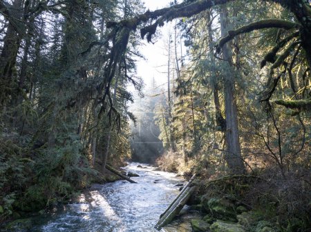 Téléchargez les photos : Le soleil du matin brille sur le ruisseau Eagle alors qu'il coule dans une magnifique forêt de l'Oregon. Les nombreux bassins hydrographiques du Pacifique Nord-Ouest sont des habitats vitaux pour les poissons indigènes.. - en image libre de droit