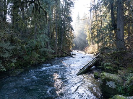 Téléchargez les photos : Le soleil du matin brille sur le ruisseau Eagle alors qu'il coule dans une magnifique forêt de l'Oregon. Les nombreux bassins hydrographiques du Pacifique Nord-Ouest sont des habitats vitaux pour les poissons indigènes.. - en image libre de droit