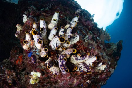 Bunte Manteltiere gedeihen an einem flachen, artenreichen Riff in Raja Ampat, Indonesien. Diese tropische Region ist aufgrund ihrer unglaublichen Artenvielfalt im Meer als das Herz des Korallendreiecks bekannt.