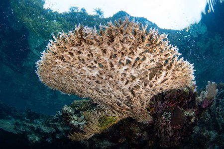 Eine zerbrechliche, aber schnell wachsende Tischkoralle wächst an einem artenreichen Riff in Raja Ampat, Indonesien. Diese tropische Region ist aufgrund ihrer unglaublichen Artenvielfalt im Meer als das Herz des Korallendreiecks bekannt.