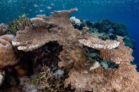 Les tuniciers colorés prospèrent sur un récif peu profond et biodiversifié à Raja Ampat, en Indonésie. Cette région tropicale est connue comme le c?ur du Triangle corallien en raison de son incroyable biodiversité marine.