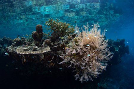Les Cnidaires se disputent l'espace pour se développer sur un récif peu profond et biodiversifié à Raja Ampat, en Indonésie. Cette région tropicale est connue comme le c?ur du Triangle corallien en raison de son incroyable biodiversité marine.