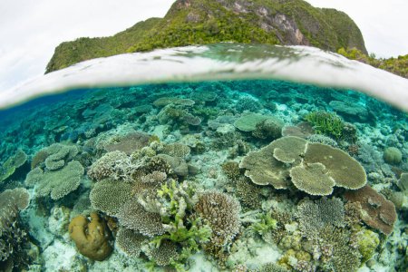 Korallen wetteifern in einem flachen, artenreichen Riff in Raja Ampat, Indonesien, um Platz zum Wachsen. Diese tropische Region ist aufgrund ihrer unglaublichen Artenvielfalt im Meer als das Herz des Korallendreiecks bekannt.