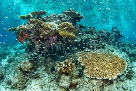 Kardinalfische schwärmen um eine Korallenbommie an einem artenreichen Riff in Raja Ampat, Indonesien. Diese tropische Region ist aufgrund ihrer unglaublichen Artenvielfalt im Meer als das Herz des Korallendreiecks bekannt.