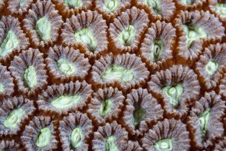Detail of coral polyps growing in Raja Ampat, Indonesia. Polyps are tiny animals that make up a colony of genetically identical individuals.