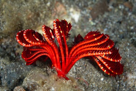 Una estrella de plumas de color rojo brillante, o crinoide, espera que la comida se desplace cerca de sus brazos articulados en Raja Ampat, Indonesia. Los crinoides son equinodermos antiguos que se encuentran en todos los océanos.